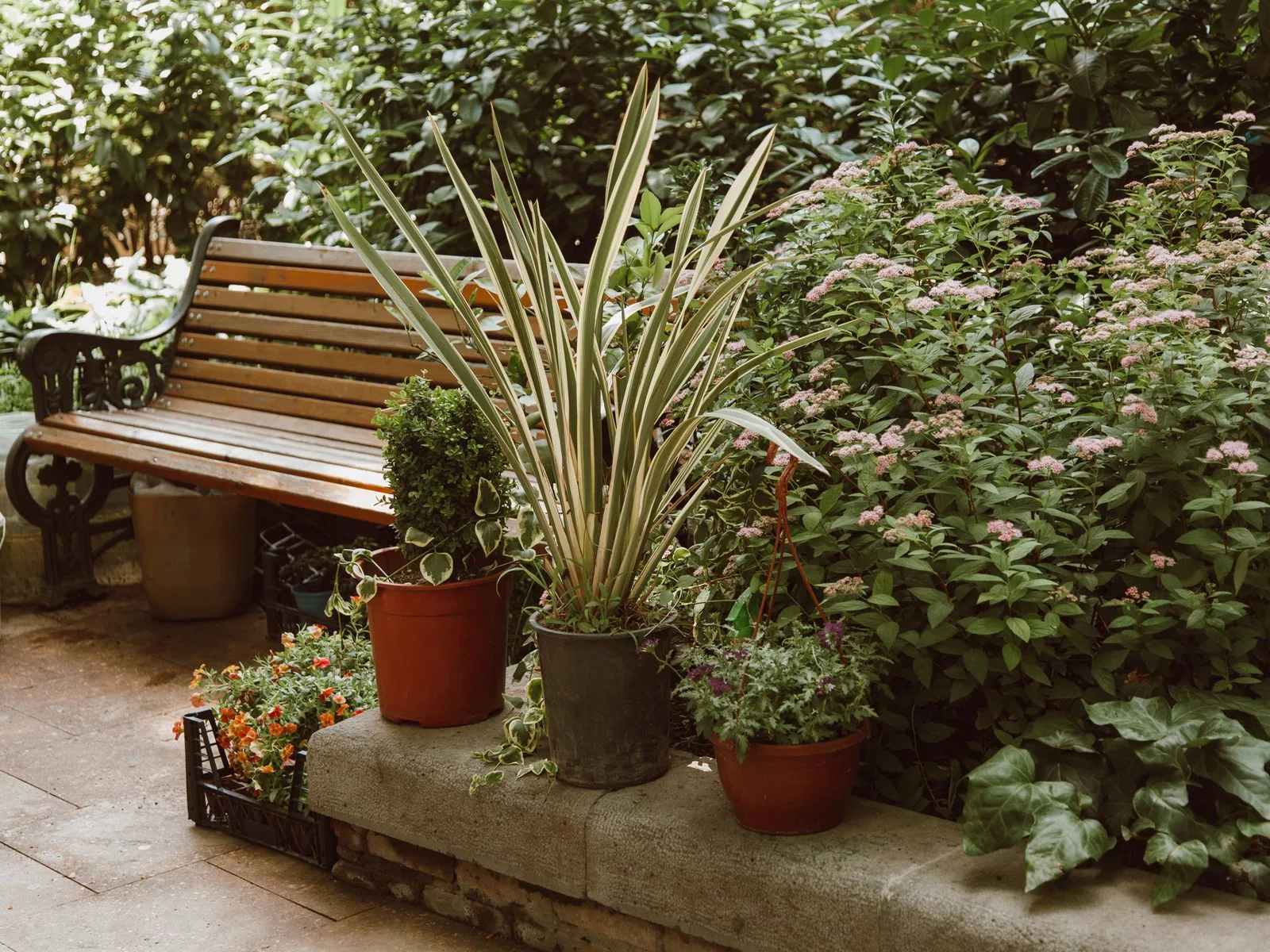 Potted plants in a garden near a wooden bench