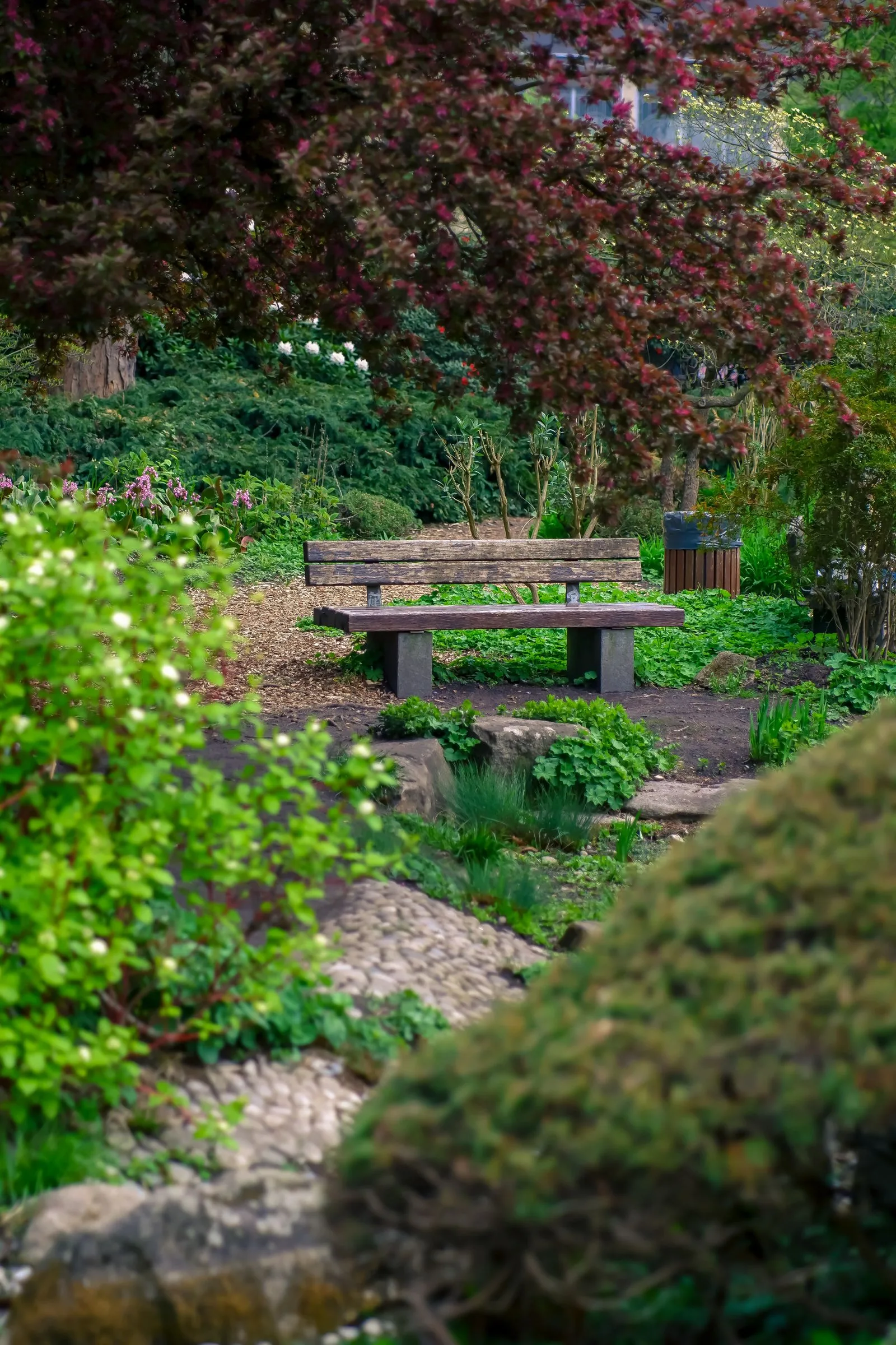 Tranquil garden bench surrounded by lush green planting